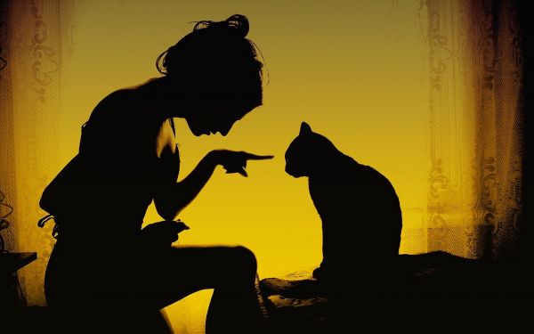 1920x1200 px,cats,curtains,silhouettes,women,yellow
