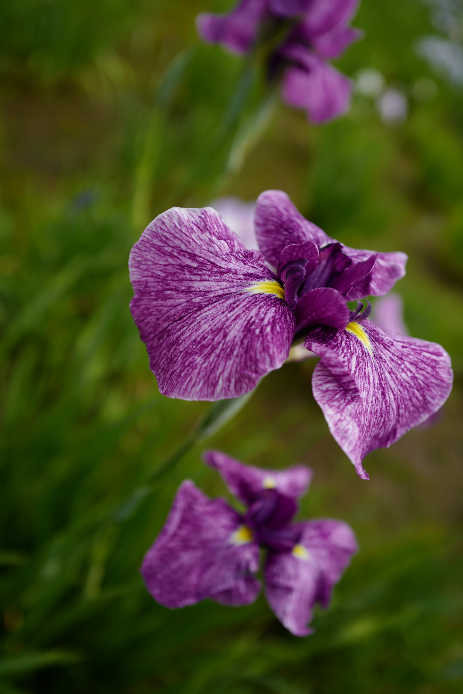 Japan, blomster, natur, blomst, Leica, Tokyo, Iris, Jp, blomst, plante, øje, flora, kronblad, summilux, leicaq, summilux1728, q, 1728, Mizumoto, mizumotopark, bratsch, wildflower, botanik, jord plante, blomstrende plante, etårig plante, makrofotografering, violet familie
