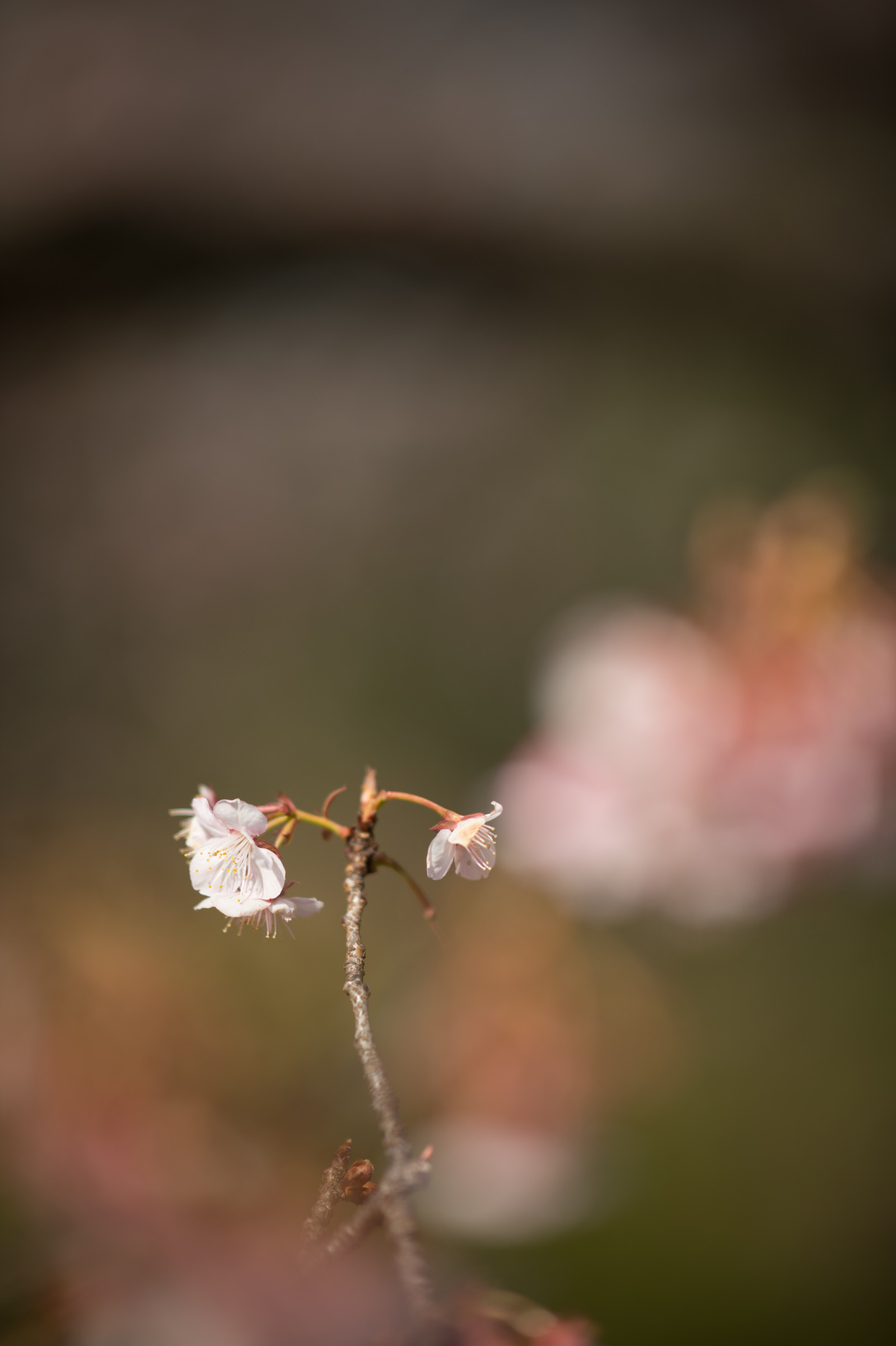 Japonsko, slunečnímu záření, Příroda, park, fotografování, větev, zelená, Nikon, květ, jaro, Tokio, jp, NIKKOR, podzim, list, květ, rostlina, sezóna, flóra, pupen, okvětní lístek, shinjukgyoen, Shinjuku, afs105mmf14eed, afsnikkor105mmf14eed, df, větvička, zblízka, makro fotografie, závod stonek