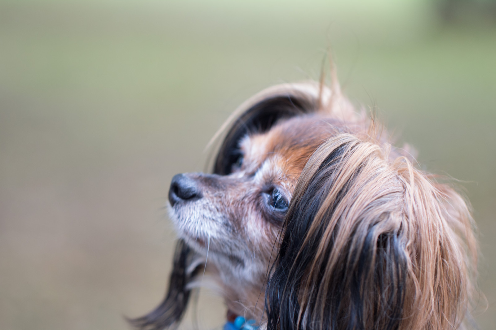 have, parkere, hund, efterår, øje, hundehvalp, hund, h st, exif model canoneos760d, geocountry, kamera gør kanon, geocity, kameramodel canoneos760d, geostate, geolocation, exif gøre kanon, exif isospeed 320, exif focallength 100mm, exif linse ef100mmf28lmacroisusm, Alnarp, exif åbningen 28, pattedyr, hvirveldyr, tæt på, hund som pattedyr