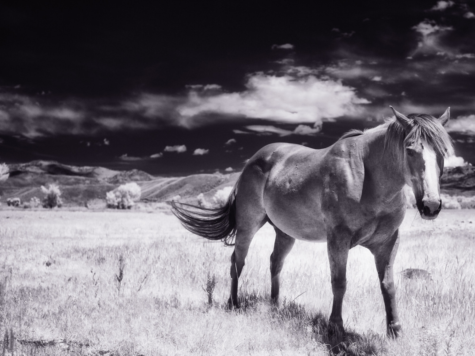krajina, hory, černobílý, kůň, nebe, fotografování, Volně žijících živočichů, Wyoming, Infračervený, hospodářská zvířata, ir, kobyla, fauna, lifepixel, gregwestfall, gregwestfallphotography, Černý a bílý, monochromatické fotografování, čenich, hříva, kůň jako savci, hřebec, mustang kůň, pack animal, ekoregion, 720nm, Dubois, stock photography