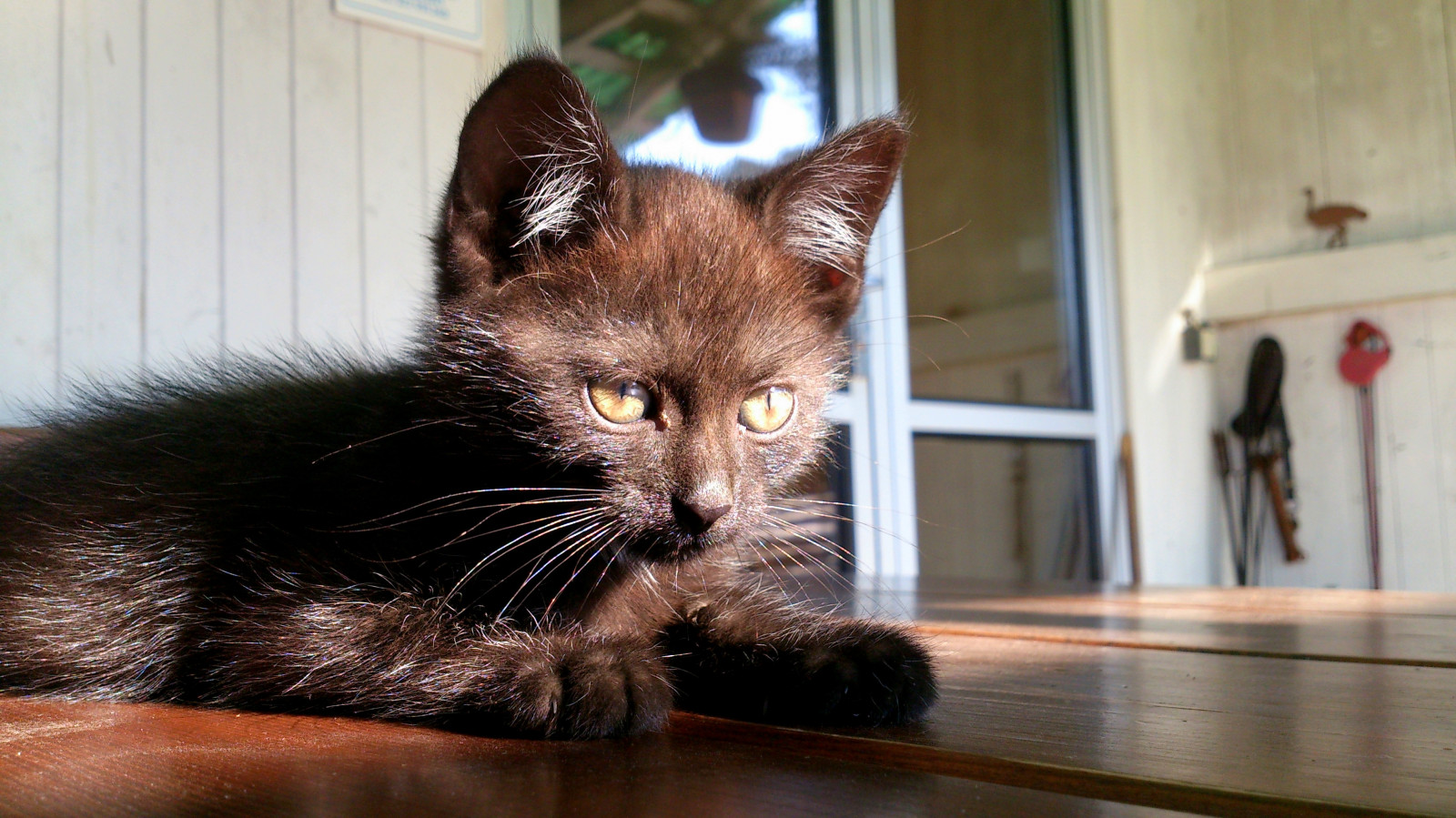 Červené, slunce, Černá, domů, Příroda, žlutý, kočka, koncentrace, pěkný, oči, srstnatý, kotě, měkký, hrát si, čeština, venkovní, Sony, extrémní, hladký, mladý, Koťátko, klidný, Slunný, uši, uklidnit, domácí, pohled, přání, beautyful, bohuslavice