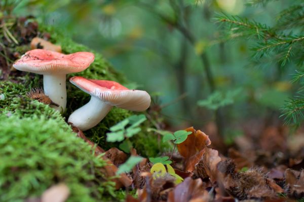 forest,macro,moss,mushroom,fungus,leaf