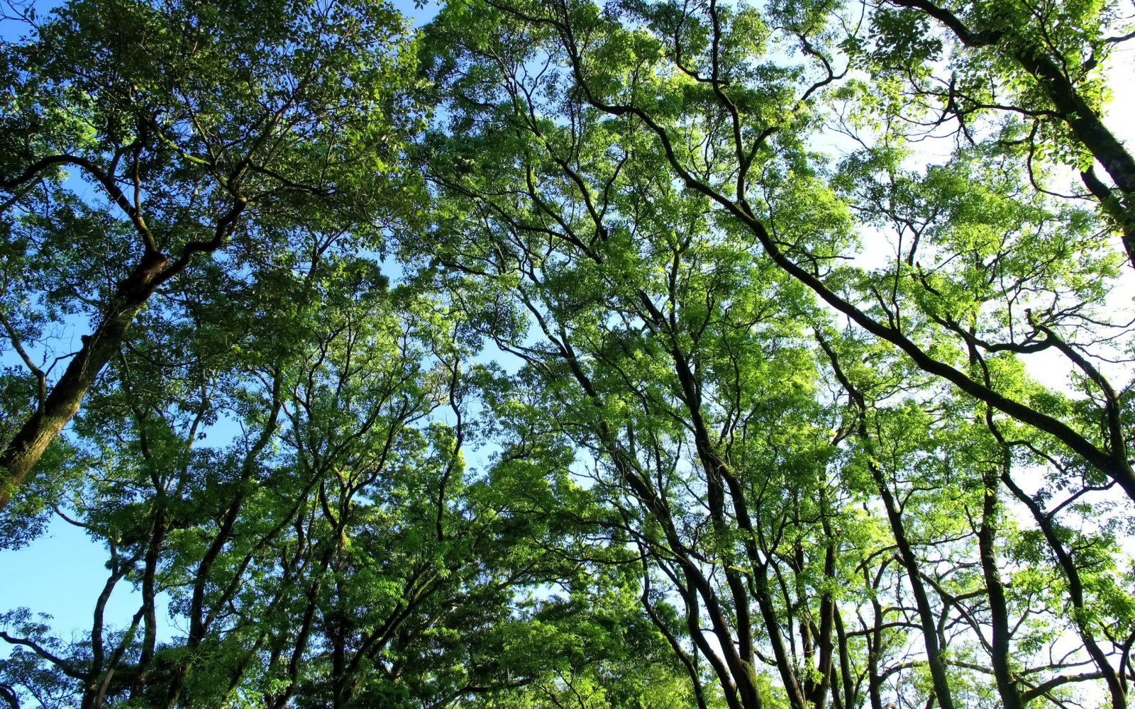 แสงแดด, ต้นไม้, ป่า, ธรรมชาติ, พืช, การถ่ายภาพ, สาขา, ป่า, ป่าฝน, ต้นไม้, ใบไม้, ดอกไม้, ปลูก, พืชพันธุ์, ป่าไม้, สวน, ถิ่นที่อยู่, สภาพแวดล้อมทางธรรมชาติ, พฤกษศาสตร์, โรงงานที่ดิน, พืชดอก, ไม้ยืนต้น, ระบบนิเวศ, ป่าสนอ้อมกอด, Biome, ป่าเจริญเติบโตเก่า, ป่ากว้างและป่าผสมผสาน, ผลัดใบ