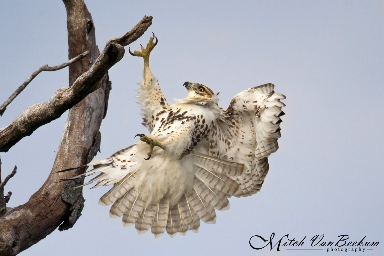 Fondos de pantalla cola, rojo, volador, fauna silvestre, ave de