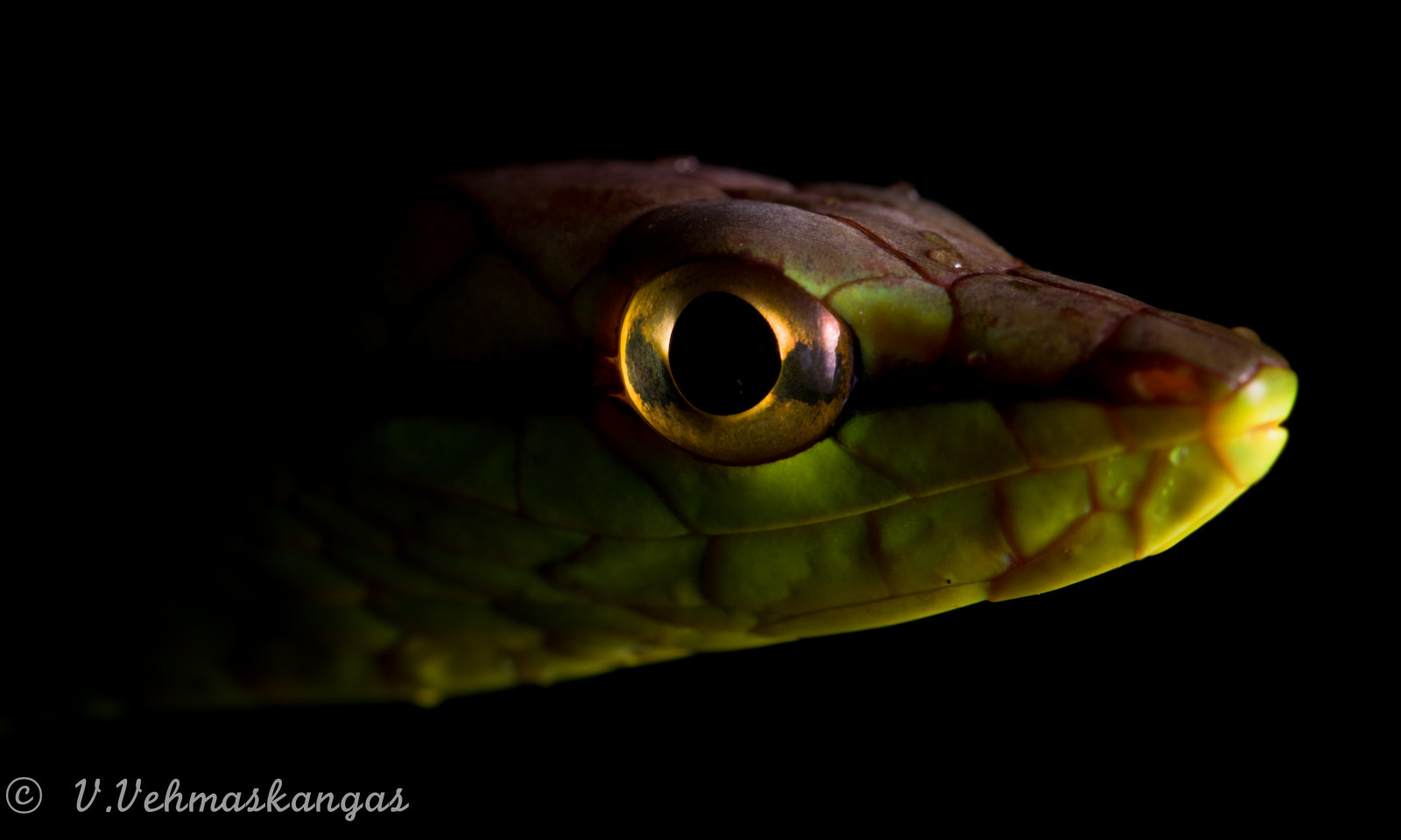rettile, rettile scala, vertebrato, serpente, fotografia macro, avvicinamento, serpente, mamba, mamba verde occidentale, fauna, organismo, Elapidae, vine snake