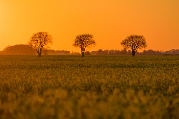 sunlight, landscape, food, sunset, nature, grass