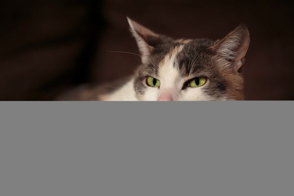 portrait, pet, cute, cats, cold, green