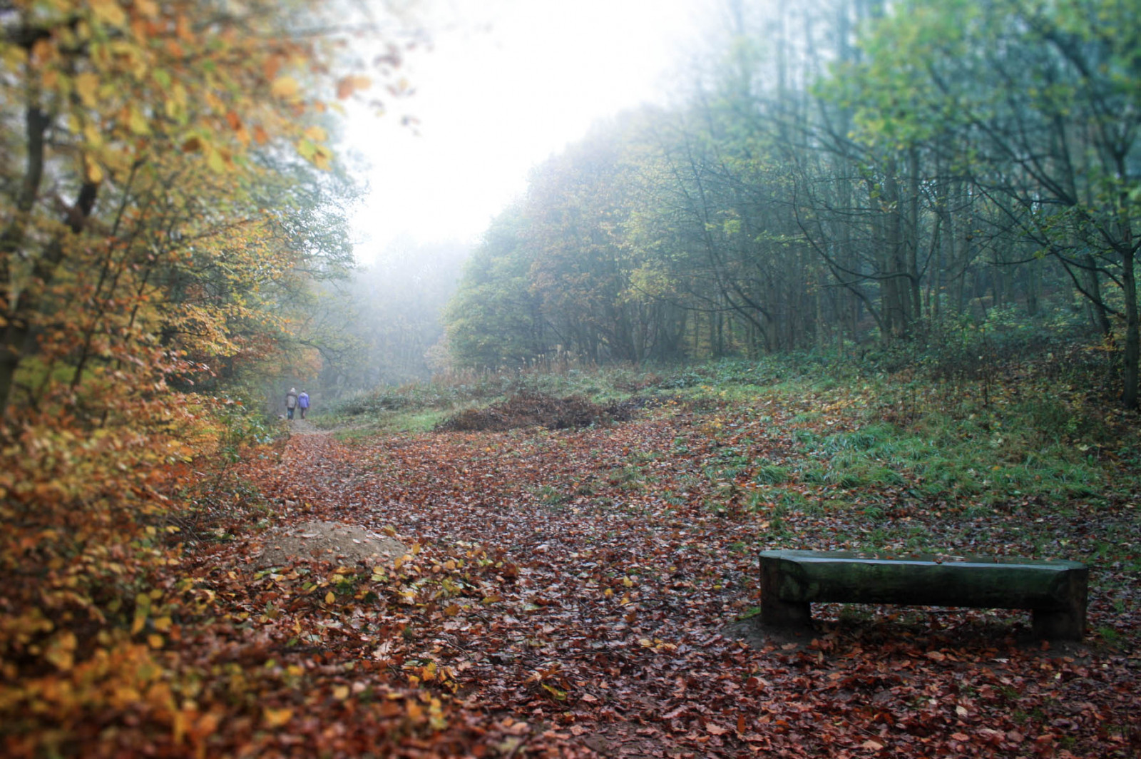 แสงแดด, ต้นไม้, แนวนอน, ป่า, ใบไม้, ธรรมชาติ, หญ้า, ท้องฟ้า, ฟิลด์, สาขา, สีเขียว, สีน้ำเงิน, เช้า, หมอก, ม้านั่ง, Canon, ส้ม, เส้นทาง, ลีดส์, ธรรมชาติสำรอง, ต้นไม้, ฤดูใบไม้ร่วง, ใบไม้, ดิจิตอล, ทุ่งหญ้า, ป่าไม้, สวน, ครอบครัวหญ้า, ป่ากว้างและป่าผสมผสาน, ผลัดใบ, gledhowwoods