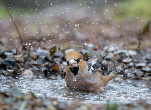 animals, nature, winter, wildlife, Nikon, snow