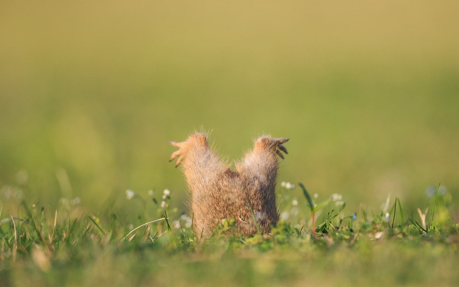 animali, erba, natura, prateria, uccello, lepre, prato, fauna, mammifero, prateria, appollaiati uccelli, vertebrato, famiglia di erba