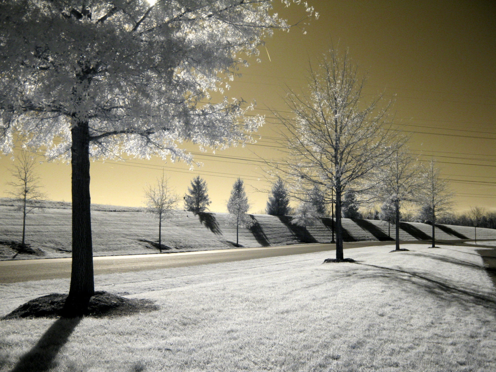 stromy, tapeta na zeď, nebe, strom, čáry, podsvícení, kontrast, Kánon, krajina, ir, arbol, TR, výložník, powerlines, Infračervený, albero, tre, puu, arbre, Arvore, strom, baum, Trad, infravermelho, Copac, Infra, ircamera, drzewo, G9, stablo, infrarrojos, infrapuna, infrarood, infrarouge, infrarossi, maxmaxcom, inframerah, infrav r s, xnitecanong9, infra Erven