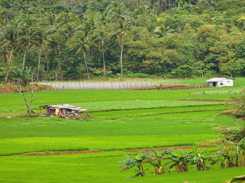 stromy, krajina, Asie, kopec, tráva, pole, zelená, Volně žijících živočichů, hospodařit, tropický, ostrov, Filipíny, džungle, Dovolená, banka, mount scenérie, chalupa, přírodní rezervace, rýže, mokřadní, strom, scenérie, cestovat, lučina, pastvina, Kanin, vegetace, zemědělství, louka, plantáž, kokosový ořech, prostý, Jihovýchodní Asie, vysočina, prérie, oříznutí, venkov, tráva rodina, stanice hill, pozemek pozemek, neloupané pole, Pilipinas, pastvisko, chalupy, Patrik, Luzon, lužní, rýžové pole, filipínský, Filipinas, coconuttrees, Paddyfield, Palayan, Palayanfield, Batas, Aramin, Lucban, Quezon