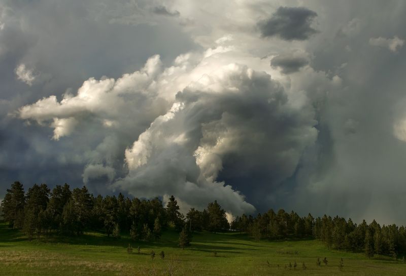 trees, forest, nature, grass, sky, field trees, forest, nature, grass, sky, field