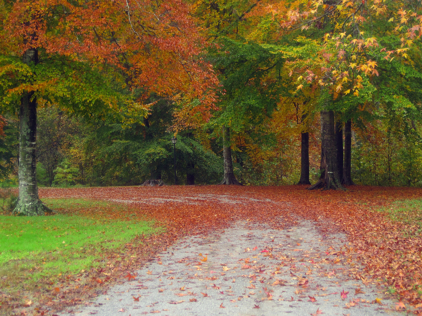 autunno, strada, alberi, paesaggio