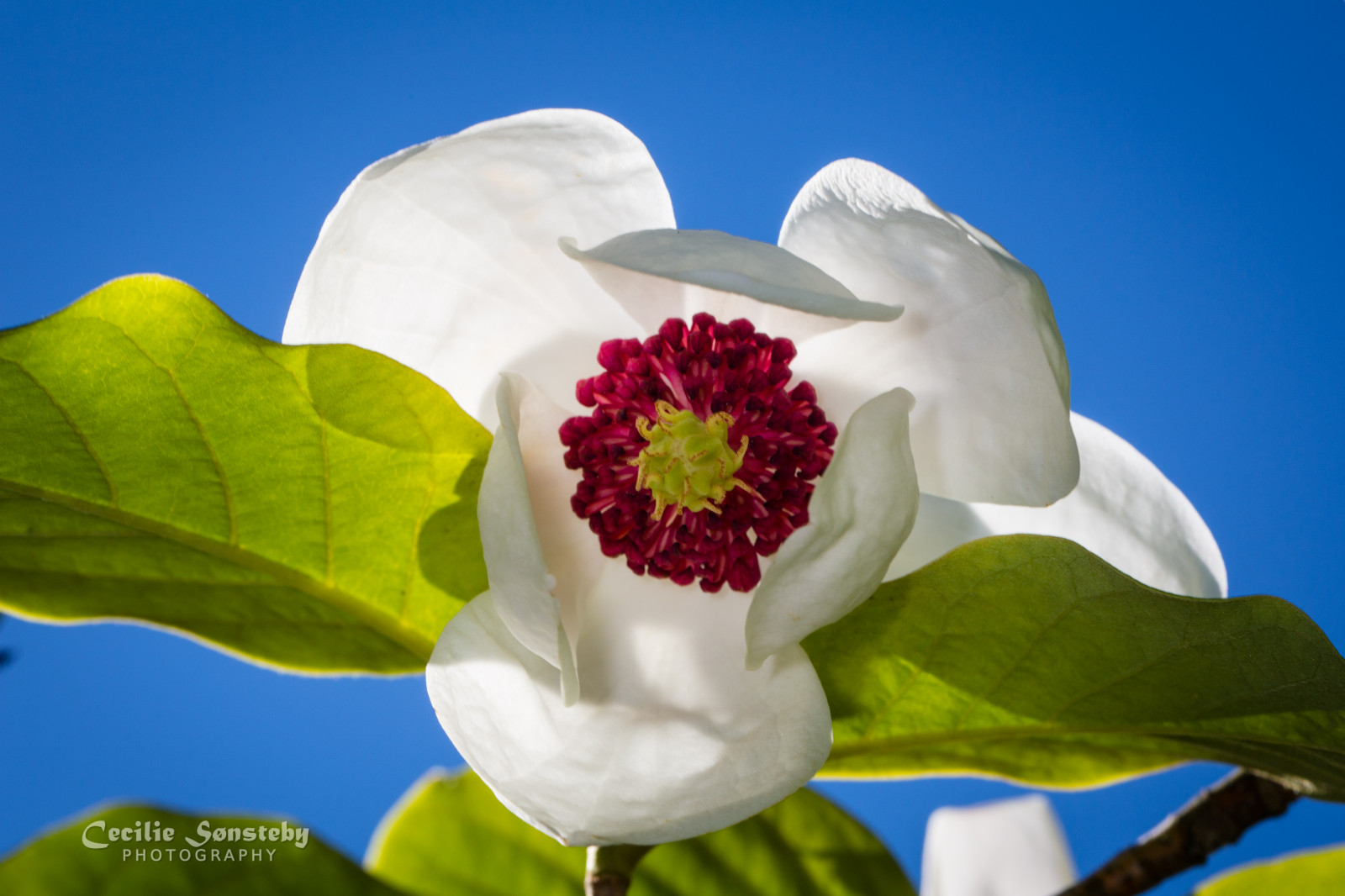 fiori, blu, estate, bianca, fiore, verde, giugno, Oslo, avvicinamento, Canone, petali, all'aperto, NGC, petalo, npc, magnolia, giardino botanico, botaniskhage, MarkIII, canon5dmarkiii, ef100mmf28lmacroisusm