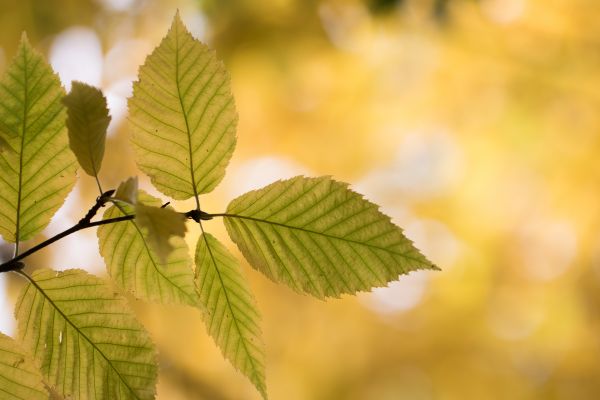 garden,park,branch,sunlight,bokeh,tree