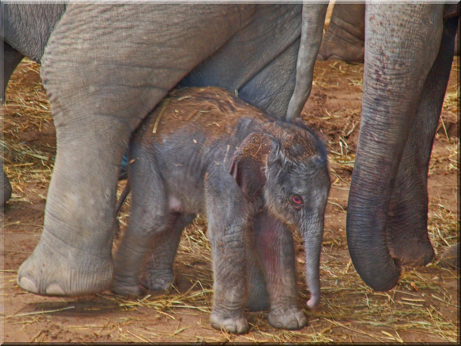 ช้าง, ยินดีต้อนรับ, elefant, willkommen, herzlich, elenfantenbaby