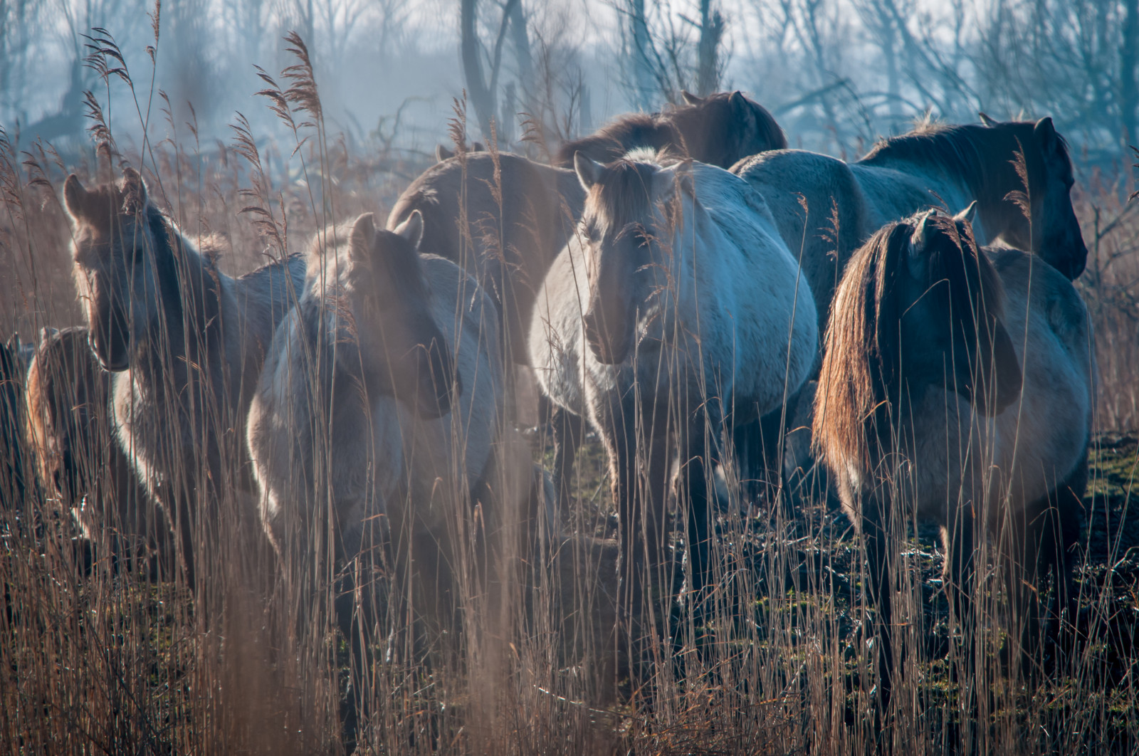 krajina, Příroda, kůň, zima, led, Volně žijících živočichů, Nikon, divočina, 2015, Zvědavost, Holandsko, zvíře, stádo, D300S, oostvaardersplassen, konik, konikpaard, přírodní prostředí, atmosférický jev, osvětlený ze strany