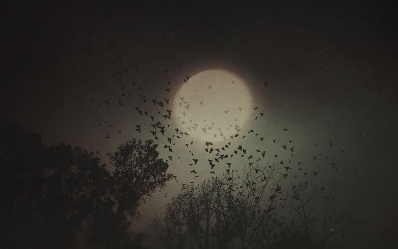 temný, noc, nebe, Měsíc, měsíční svit, stromy temný, noc, nebe, Měsíc, měsíční svit, stromy