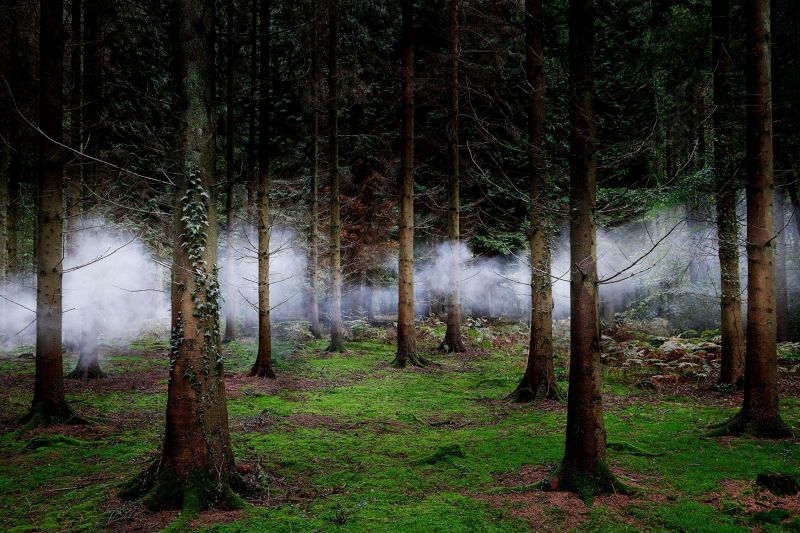 1900x1266 px,skog,landskap,dimma,mossa,natur