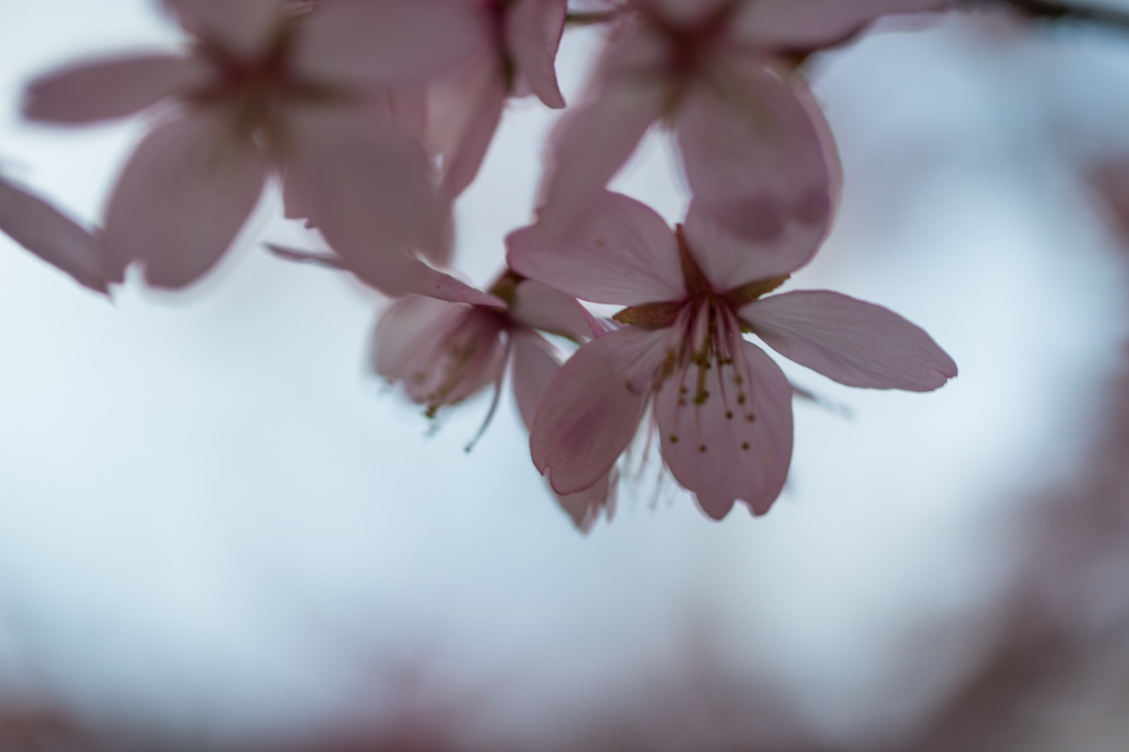 jídlo, fotografování, makro, větev, Třešňový květ, květ, růžový, jaro, list, květ, rostlina, sezóna, flóra, makro, okvětní lístek, Blom, rosa, vyrobit, botanika, zblízka, makro fotografie, příchuť