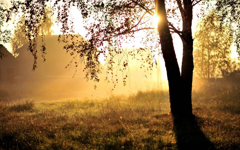 luce del sole, paesaggio, tramonto, natura, alberi, foresta luce del sole, paesaggio, tramonto, natura, alberi, foresta