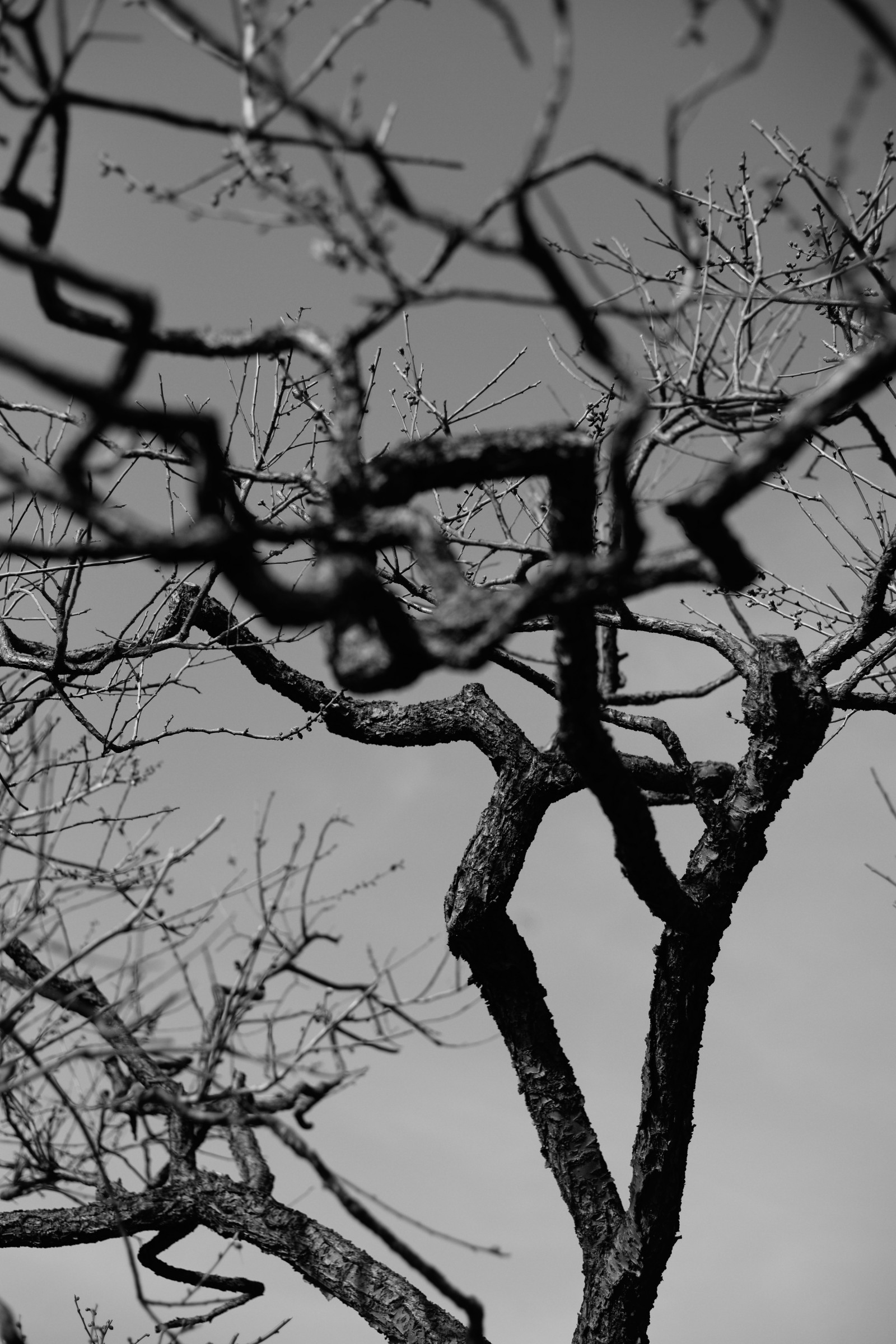 Giappone, disegno, bianca, nero, monocromo, inverno, fotografia, ramo, primavera, Leica, Tokyo, M, albero, foglia, fiore, pianta, bw, ume, linea, zeiss, CarlZeiss, oscurità, ikegamibaien, Ikegami, japaneseapricot, leicam, typ240, planare, planar250zm, schizzo, ramoscello, bianco e nero, fotografia in bianco e nero, pianta legnosa