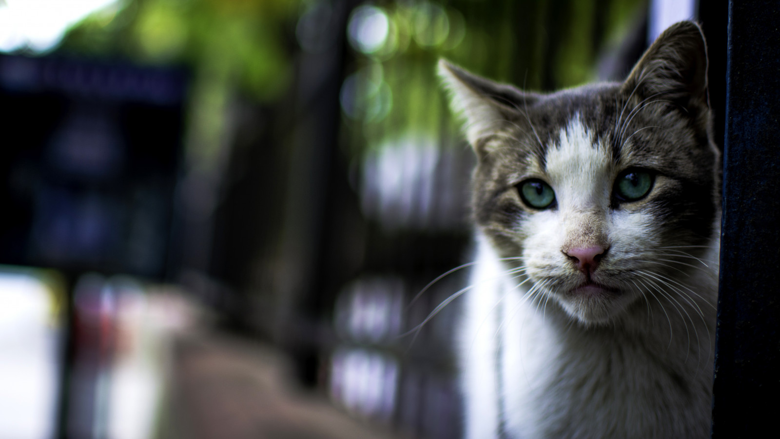 Wallpaper eyes, blue, bokeh, whiskers, aqua, cute, eye, kitten, fauna