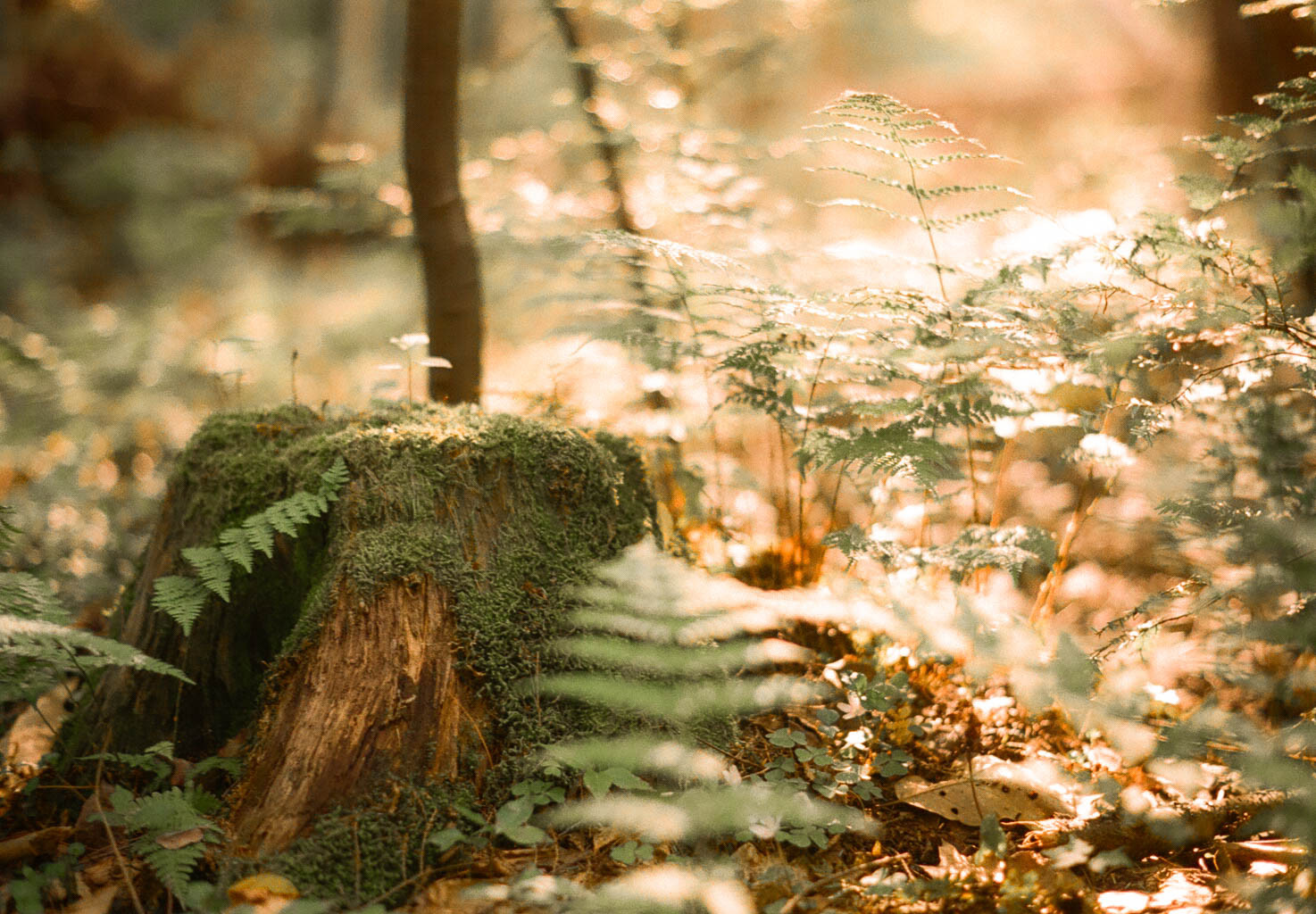 Человек лопух. Синица в парке победы. Листья на голове. Найди птицу на фотографии. Воробей осень.