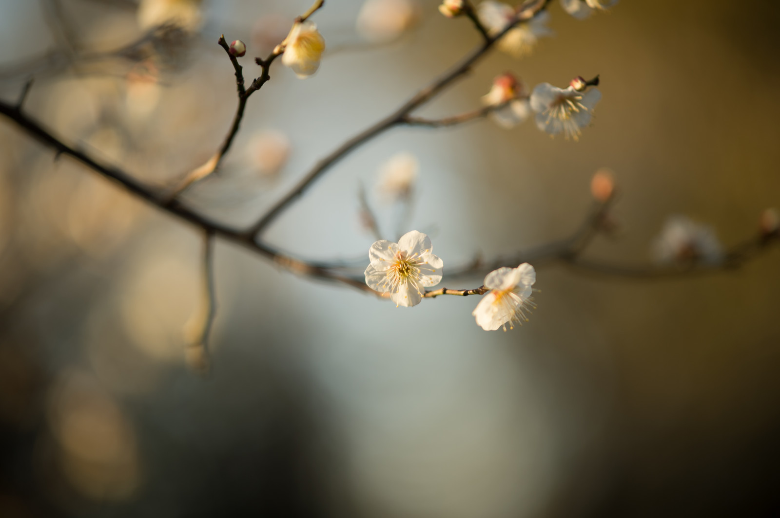 Japonsko, slunečnímu záření, Příroda, fotografování, větev, Třešňový květ, Nikon, květ, jaro, Tokio, jp, strom, NIKKOR, podzim, list, květ, rostlina, sezóna, švestka, UME, flóra, okvětní lístek, afs105mmf14eed, afsnikkor105mmf14eed, df, Ikegami, japaneseapricot, ikegamiplumpark, větvička, zblízka, makro fotografie