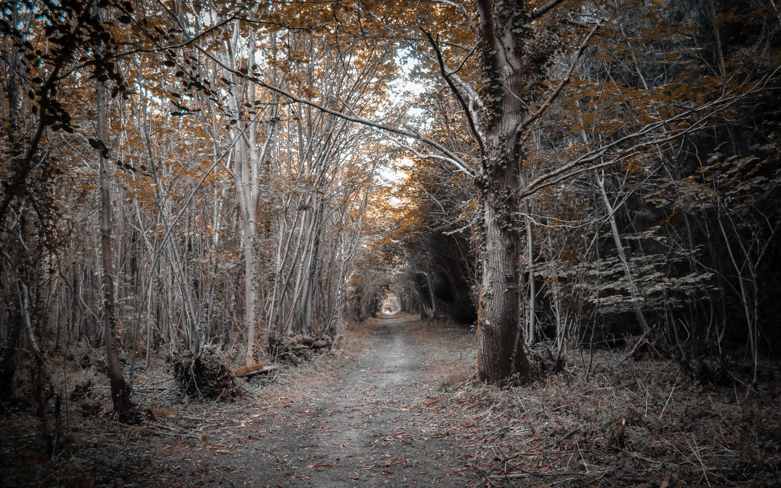 sollys, træer, landskab, Skov, natur, sne, vinter, afdeling, morgen, tåge, frost, grusvej, sti, træ, efterår, blad, vejr, plante, sæson, 2560x1600 px, skov, levested, naturligt miljø, atmosfærisk fænomen, vedplante