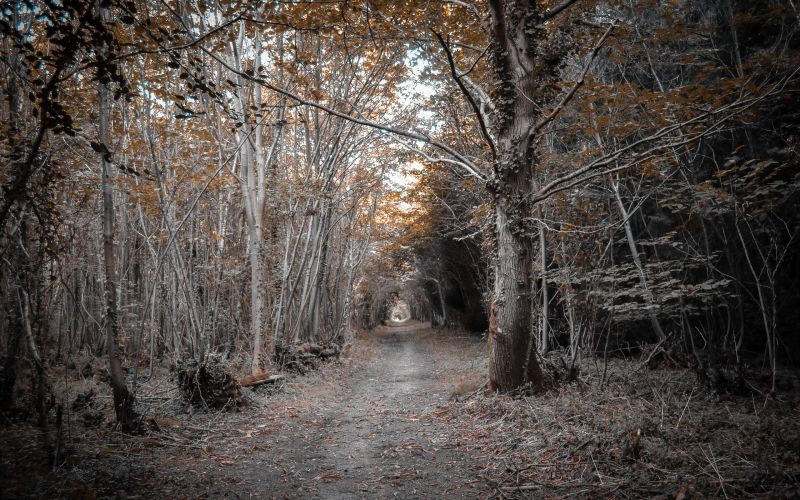 ηλιακό φως, δέντρα, τοπίο, δάσος, φύση, χιόνι ηλιακό φως, δέντρα, τοπίο, δάσος, φύση, χιόνι