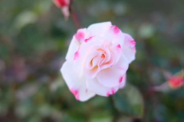 rose,blossom,pink,Tokyo,fujifilm,leaf
