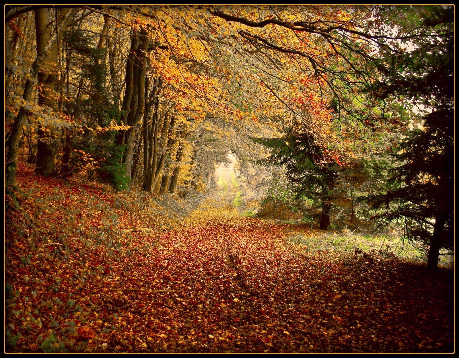 træ, efterår, træ, KUNST, efterår, Skov, skov, Tyskland, vej, sti, magi, kreativ, Köln, Oberberg, mystiker, golddragon, theunforgettablepictures, goldstaraward, 2112008