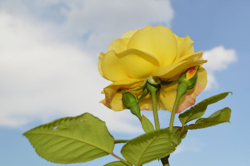 luz de sol, Flores, naturaleza, amarillo, Rosa, flor luz de sol, Flores, naturaleza, amarillo, Rosa, flor
