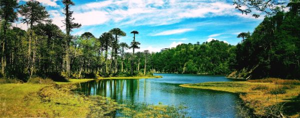 trees,landscape,forest,lake,water,nature