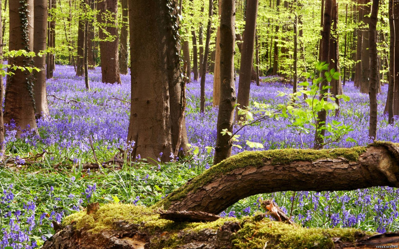 światło słoneczne, drzewa, krajobraz, las, ogród, Natura, trawa, park, mech, Zielony, pustynia, drzewo, jesień, liść, kwiat, roślina, pora roku, flora, lesisty teren, rozkwit, obszar wiejski, siedlisko, środowisko naturalne, botanika, Drzewna roślina, Ekosystemu, Biome, bagażnik samochodowy, Liściaste