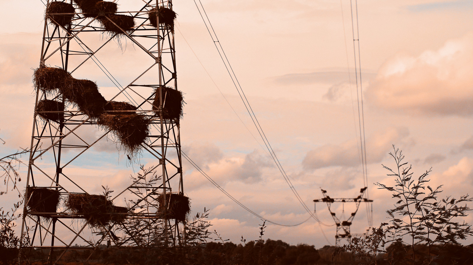 slunečnímu záření, nebe, pole, větev, večer, ráno, Kánon, město, Sony, Evropa, Portugalsko, ostrý, elektřina, čáp, vysílač, fd, F14, F3, mrak, strom, 50mm, zakalený, den, vysoký, pól, hnízdo, venkov, nex, 75mm, energie, 169, outdoor struktura, vzdušné sdělovací elektrické vedení, elektrické napájení, Napětí, Coimbra, public utility