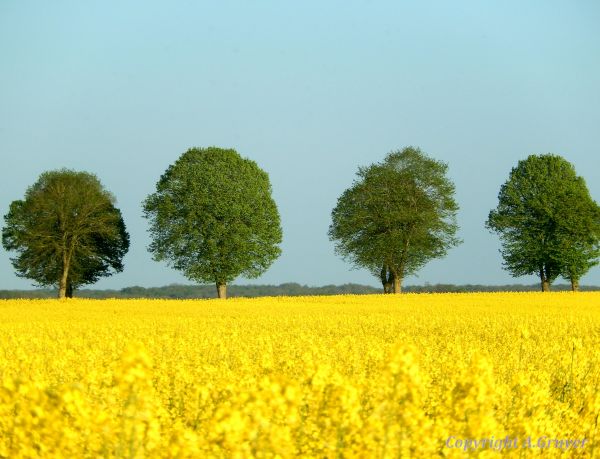 landscape, food, nature, field, yellow, green