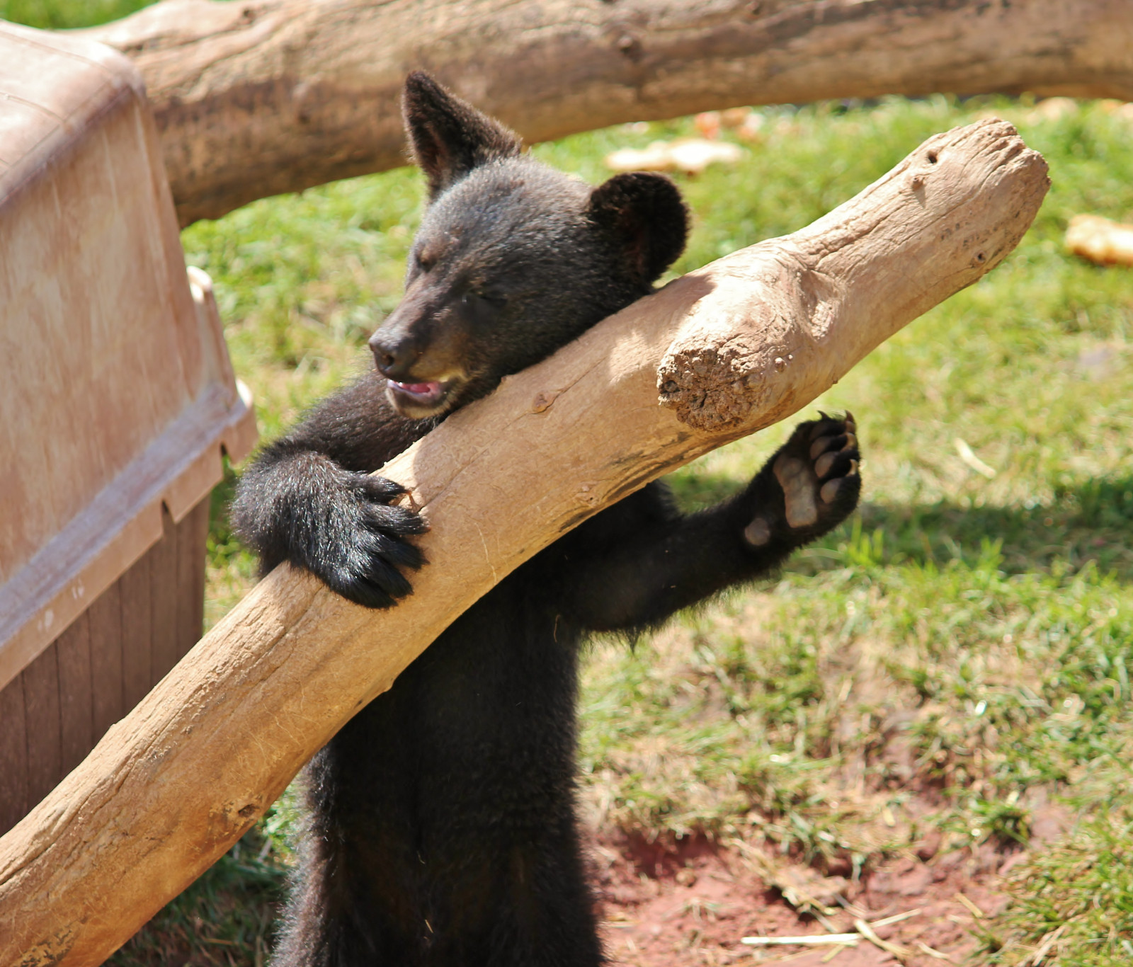 zvěř, Příroda, park, Volně žijících živočichů, Kánon, dítě, Spojené státy americké, zoologická zahrada, Medvěd hnědý, strom, národní, zvíře, roztomilý, Amerika, prozkoumat, divoký, roztomilost, medvěd, národní park, fauna, Jižní Dakota, národní geografie, děti, prostě krásný, čenich, carnivoran, naturebeauty, sd, americký černý medvěd, dlphotography, dandlphotography, Bearcountryusa, terrestrial animal