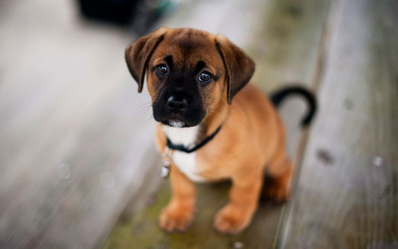 Pes, štěňata, štěně, savec, puggle, 1920x1200 px Pes, štěňata, štěně, savec, puggle, 1920x1200 px