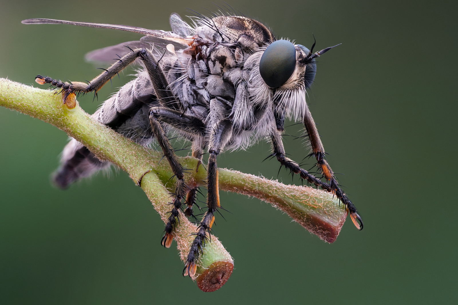Feild Insect Wallpaper : insect, macro, depth of field 3840x2560 - SkyWolfX ...