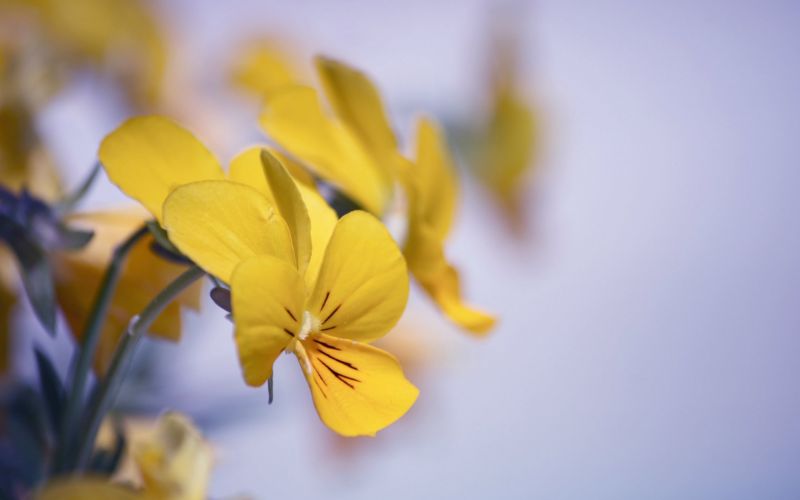 luce del sole, fotografia, macro, giallo, petali, fiorire luce del sole, fotografia, macro, giallo, petali, fiorire