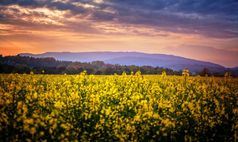 sunlight, landscape, food, sunset, hill, nature sunlight, landscape, food, sunset, hill, nature