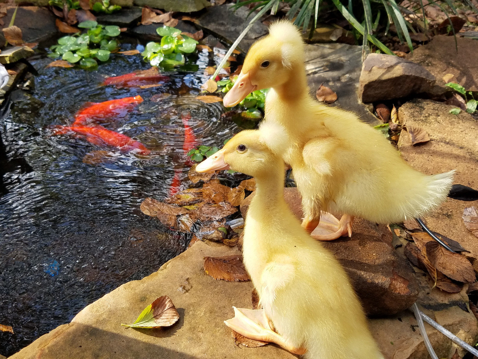 drůbež, Kuře, AMS Group, holubi, krůty, kachna, slepice, husy