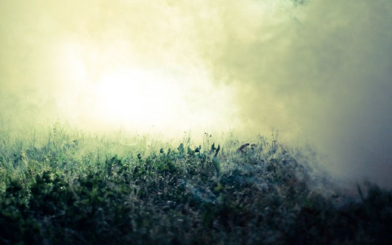 slunečnímu záření, les, Příroda, tráva, nebe, rostliny slunečnímu záření, les, Příroda, tráva, nebe, rostliny