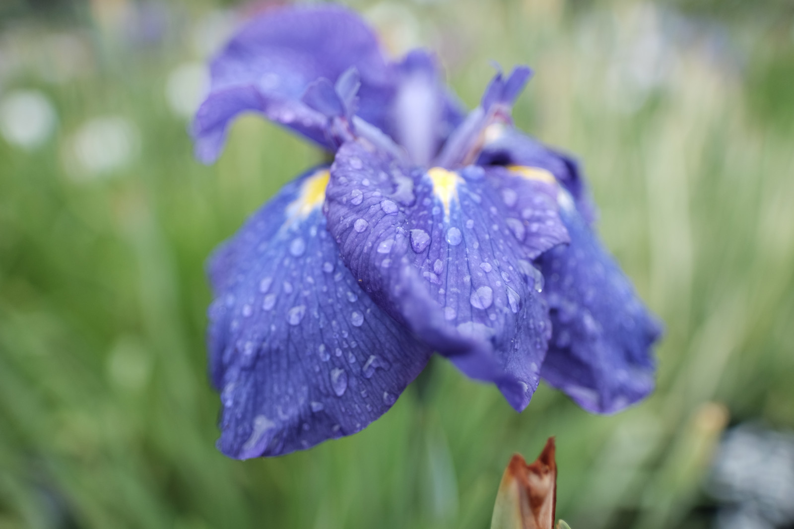 Wallpaper Tokyo, fujifilm, Iris, flower, eye, flora, petal, fujinon