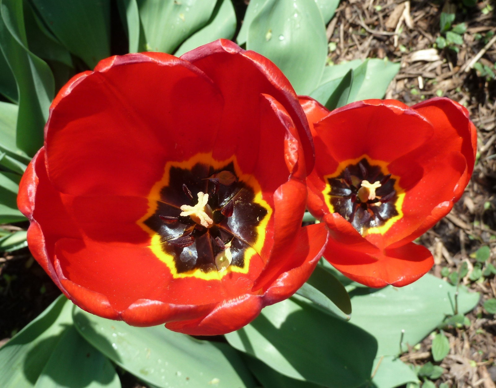 blomster, rød, natur, tulipaner, blomster, blomstrer, wheatonil