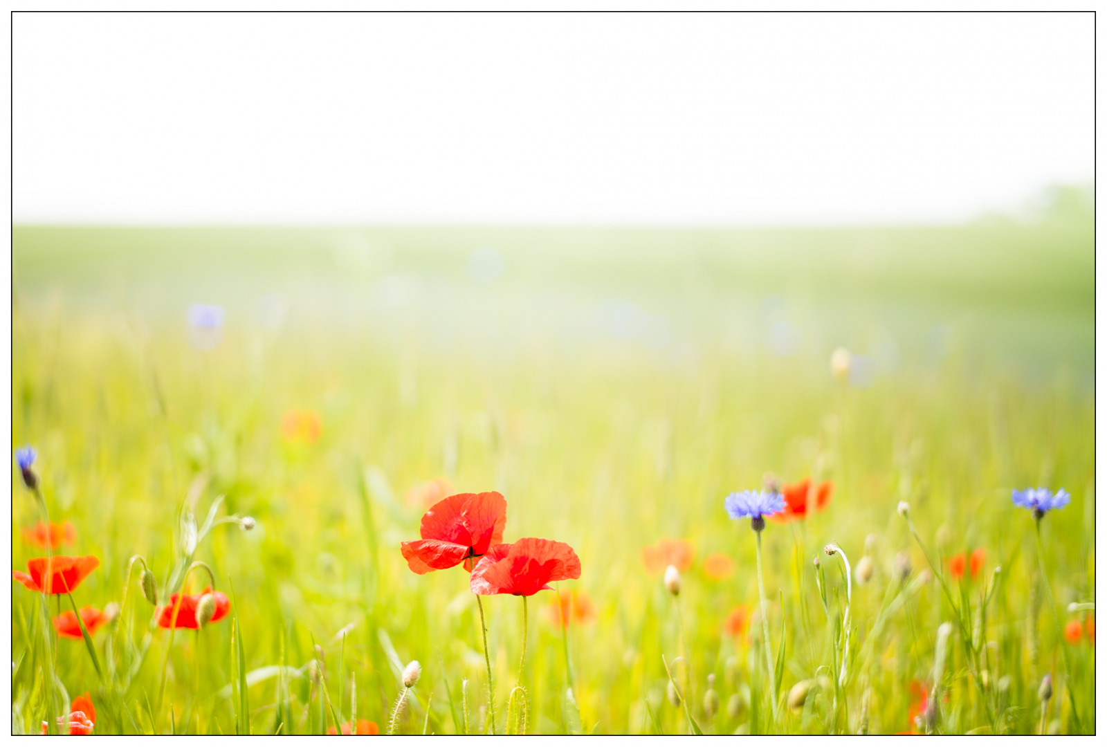 fiori, erba, campo, Leica, M, M240, fiore, prateria, pianta, papavero, flora, petalo, prato, pianura, usedom, Mohn, Fiore di campo, prato, Blumen, prateria, habitat, ambiente naturale, impianto di terra, pianta fiorita, ecosistema, famiglia di erba, papavero famiglia, Kornblume, 180 millimetri, Pudagla